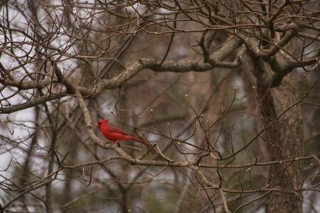 Cardinal songbirdの写真素材