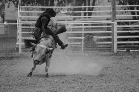 Cowboy and bullの写真素材