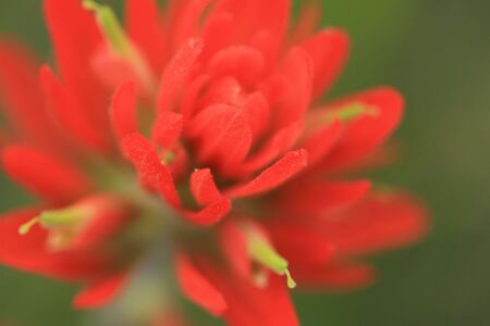 Indian Paintbrush Wildflowerの写真素材