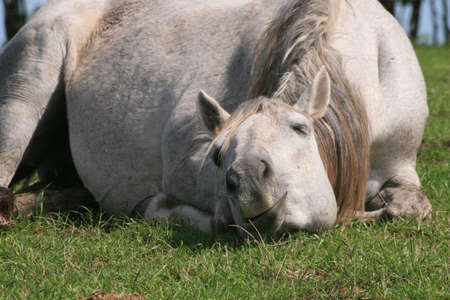horse expressionsの写真素材