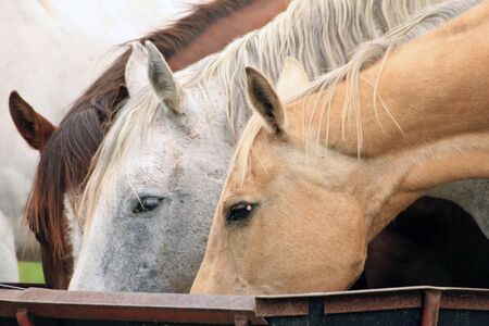 Three horses feeding at a troughの写真素材