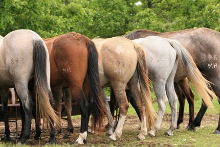 horses of varying colours at feeding timeの写真素材