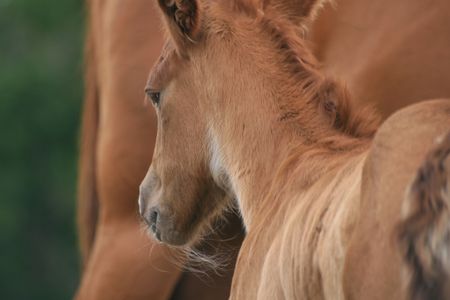 Young foalの写真素材