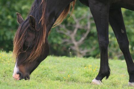 Beautiful maned broodmareの写真素材