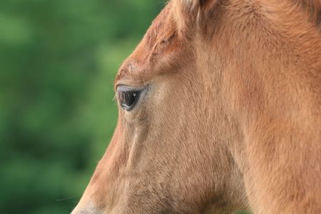 Eye of a young foalの写真素材