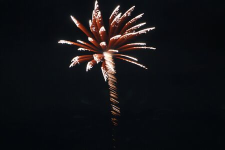 Palm tree like fireworks in the night skyの写真素材