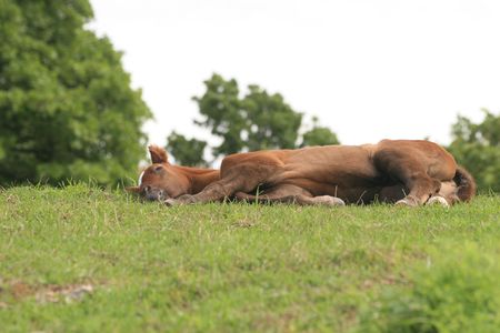 Sleeping foalの写真素材