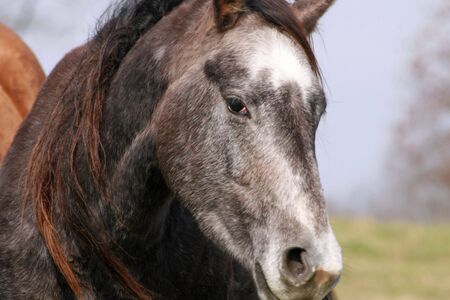 Beautiful gray Quarter horseの写真素材