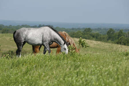 Grazing horsesの写真素材