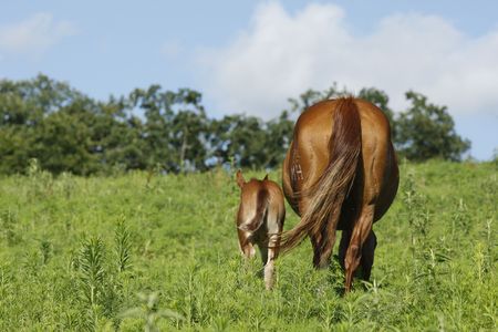 Foal and broodmare side by sideの写真素材