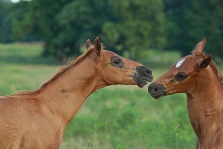 Two playful foalsの写真素材