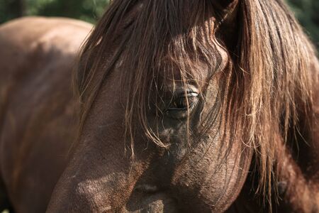 Gorgeous maneの写真素材