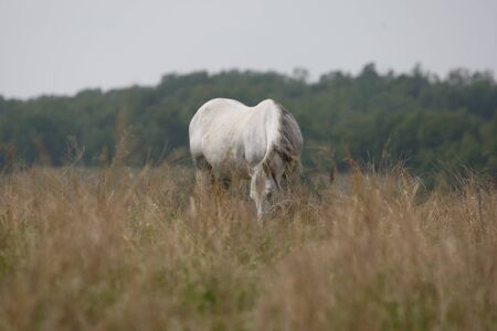Gray equine grazing in the tall grassesの写真素材