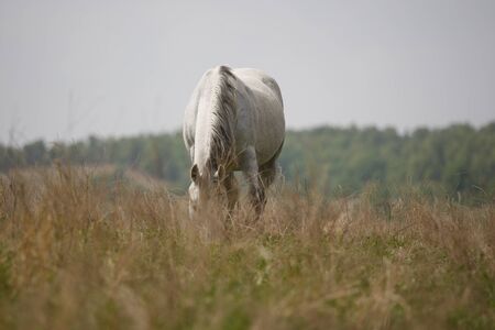 Gray equine grazing in the tall grassesの写真素材