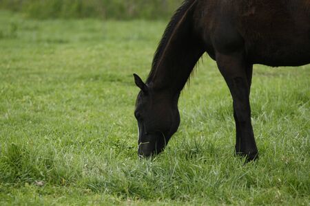Dark horseの写真素材