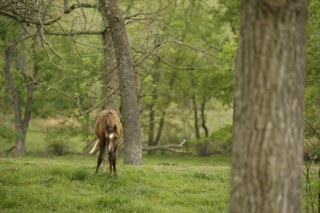 Young coltの写真素材