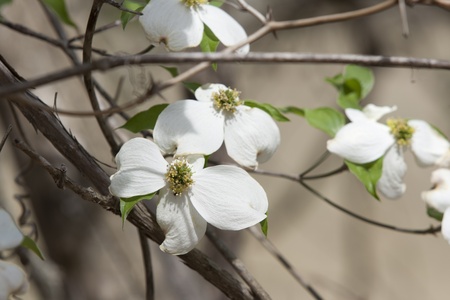 Springtime Dogwood treesの写真素材