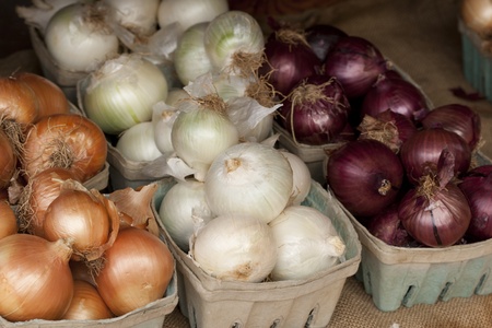 Onion varietyの写真素材