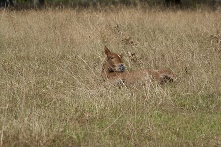 Young foal resting in grassesの写真素材