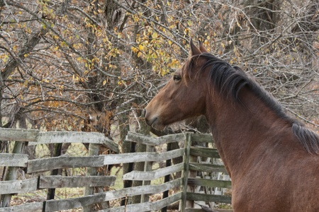 Equine gazing into the next pastureの写真素材