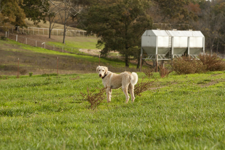 Ranch dog