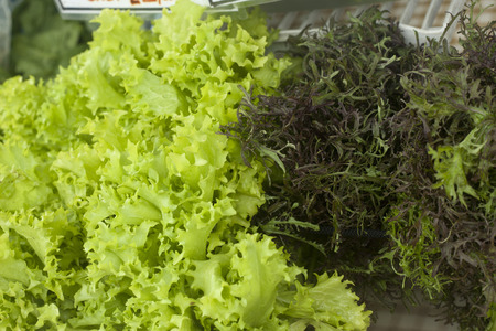 Bright green lettuce with a feathery leafed lettuceの写真素材