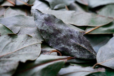 Lots of dried green bay leaves