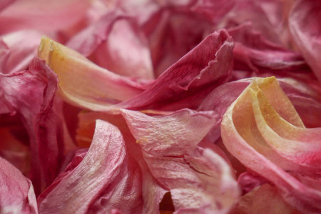 Natural delicate pattern of pink tulip petals for a natural background