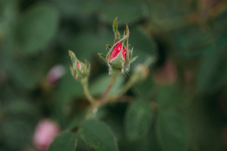 An unopened bud of a bush rose on a background of green grassの写真素材