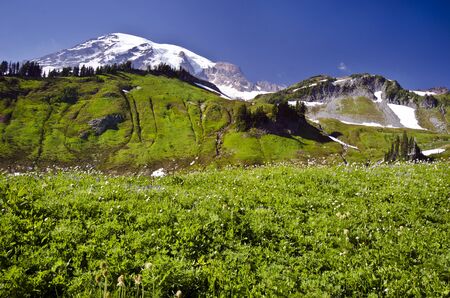 Mt Rainier from a Trailの写真素材