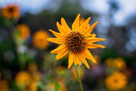 Sunflower with blurred bokeh backgroundの写真素材