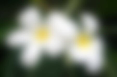 Abstract background, The Motionsの写真素材