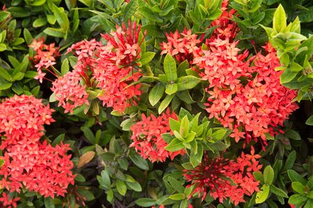 Lxora are blooming.の写真素材