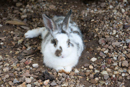 rabbits bunny in the gardenの写真素材