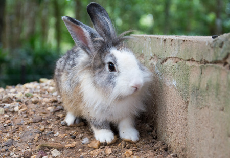 rabbits bunny in the garden