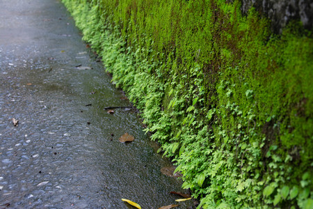 wet cobbled road and a wall with mossの写真素材