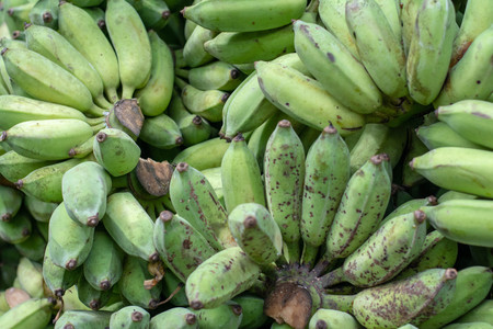 raw cultivated banana and ripe cultivated banana for saleの写真素材