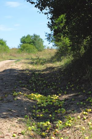 Apples scattered on the earth under the treeの写真素材