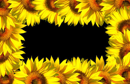 The sunflowers frame on black background areaの写真素材