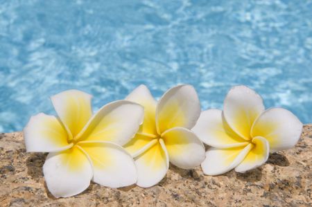 Tropical flowers on a stone against blue water.の写真素材