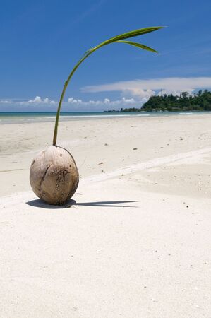 Coconut on a beach