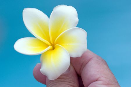 Plumeria (frangipani) in hand の写真素材
