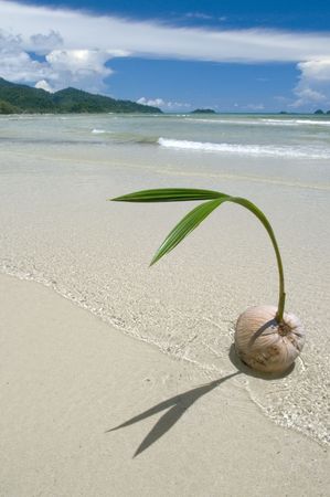 Coconut on a beach. Summer landscape. の写真素材