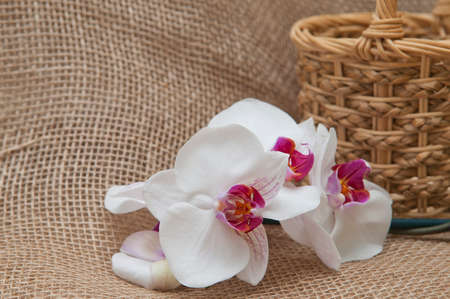 Flower of orchid on background burlap textures fabricの写真素材