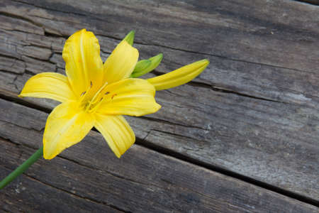 Wishing Lily flower on old wooden background from boardsの写真素材