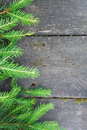 Green spruce branch Christmas tree on the wooden background