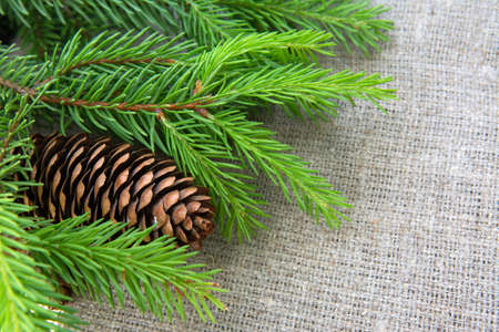 Green spruce branch fir tree with a cone on the rude burlap background