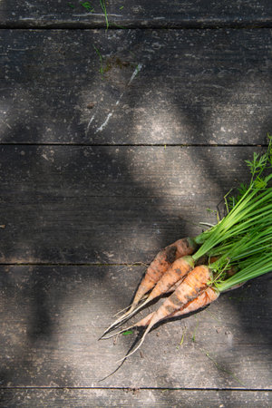 Young fresh carrot with leave on the surface of an old wooden table. Sunlightの写真素材