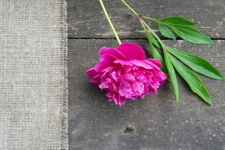Flower peony with leaves on the rude burlap lying on beautiful old wooden boardの写真素材