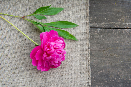 Flower peony with leaves on the rude burlap lying on beautiful old wooden boardの写真素材